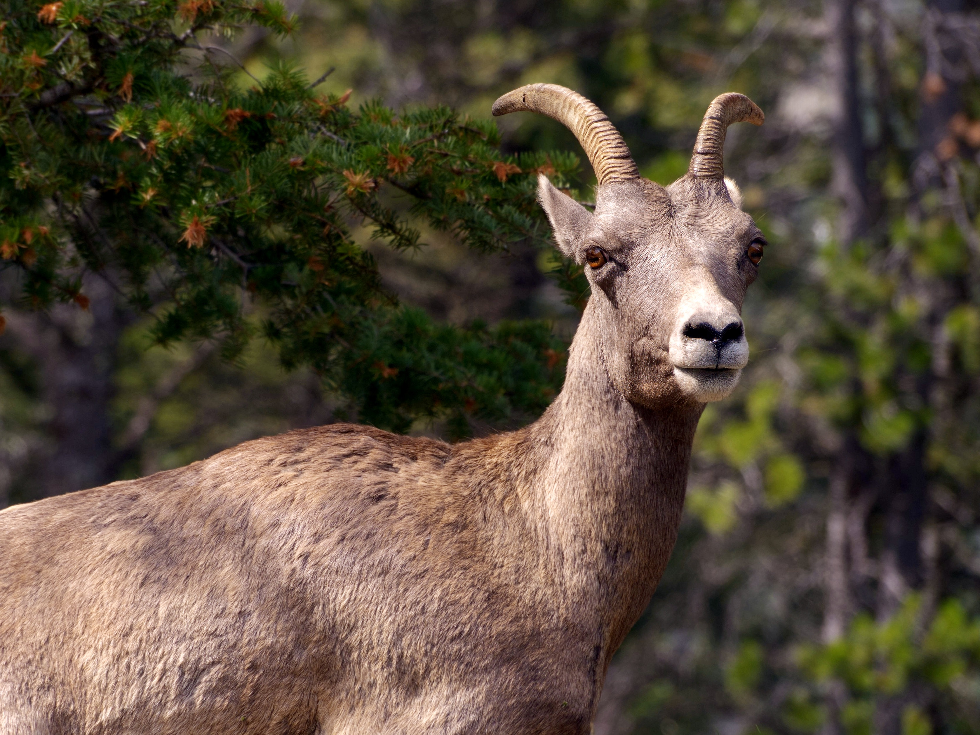   Bighorn Sheep 