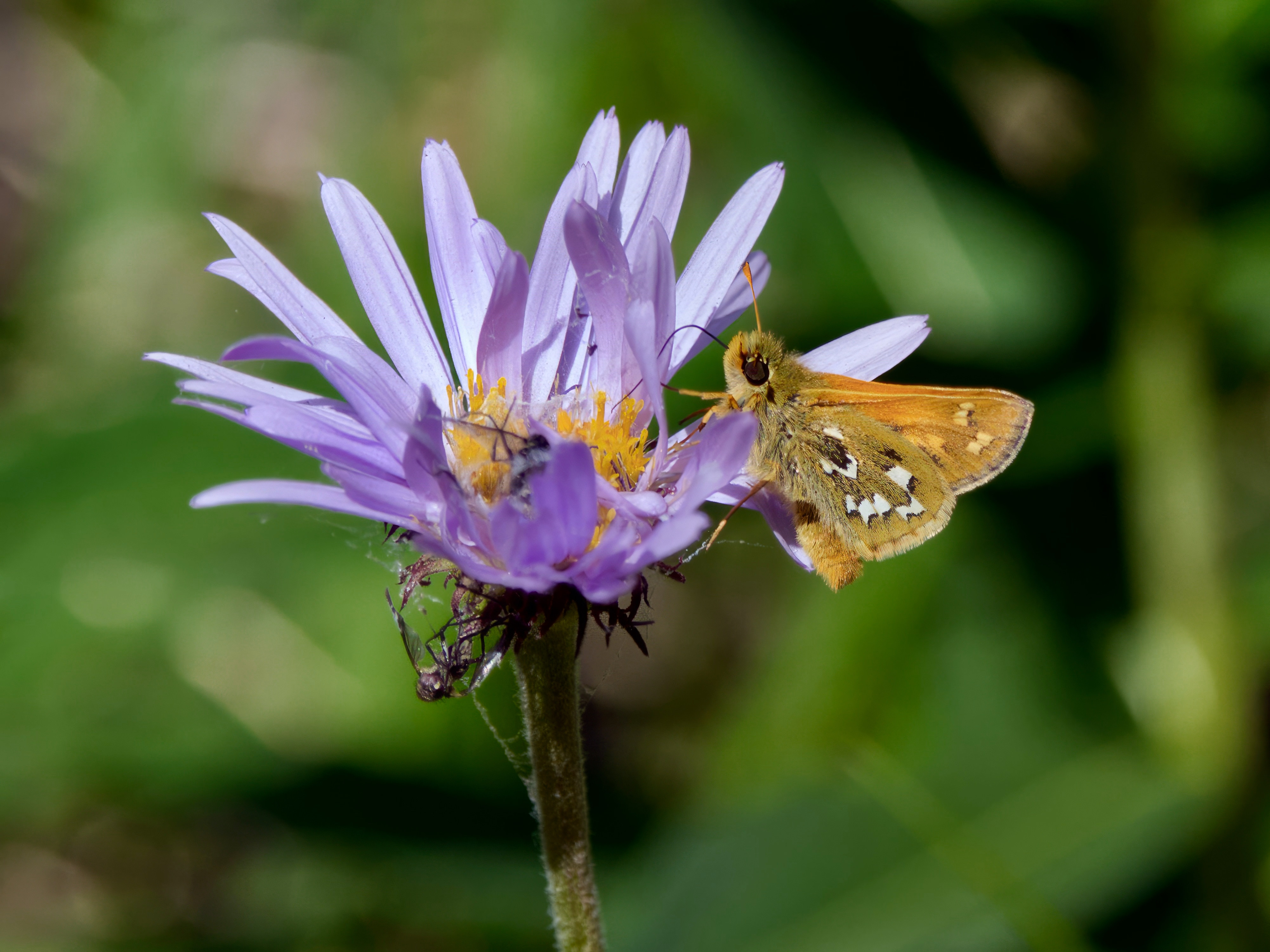  Branded Skipper Butterfly 