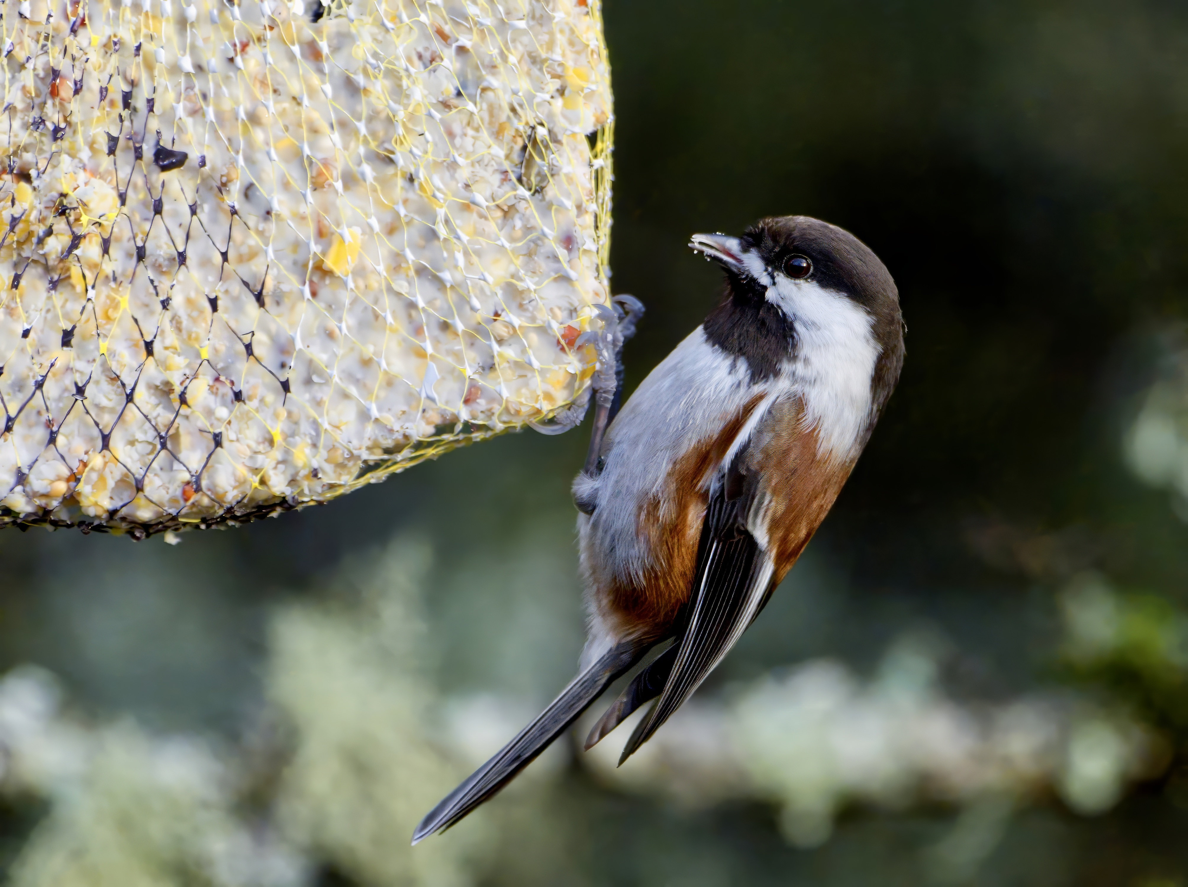  Chestnut-Backed Chicadee 