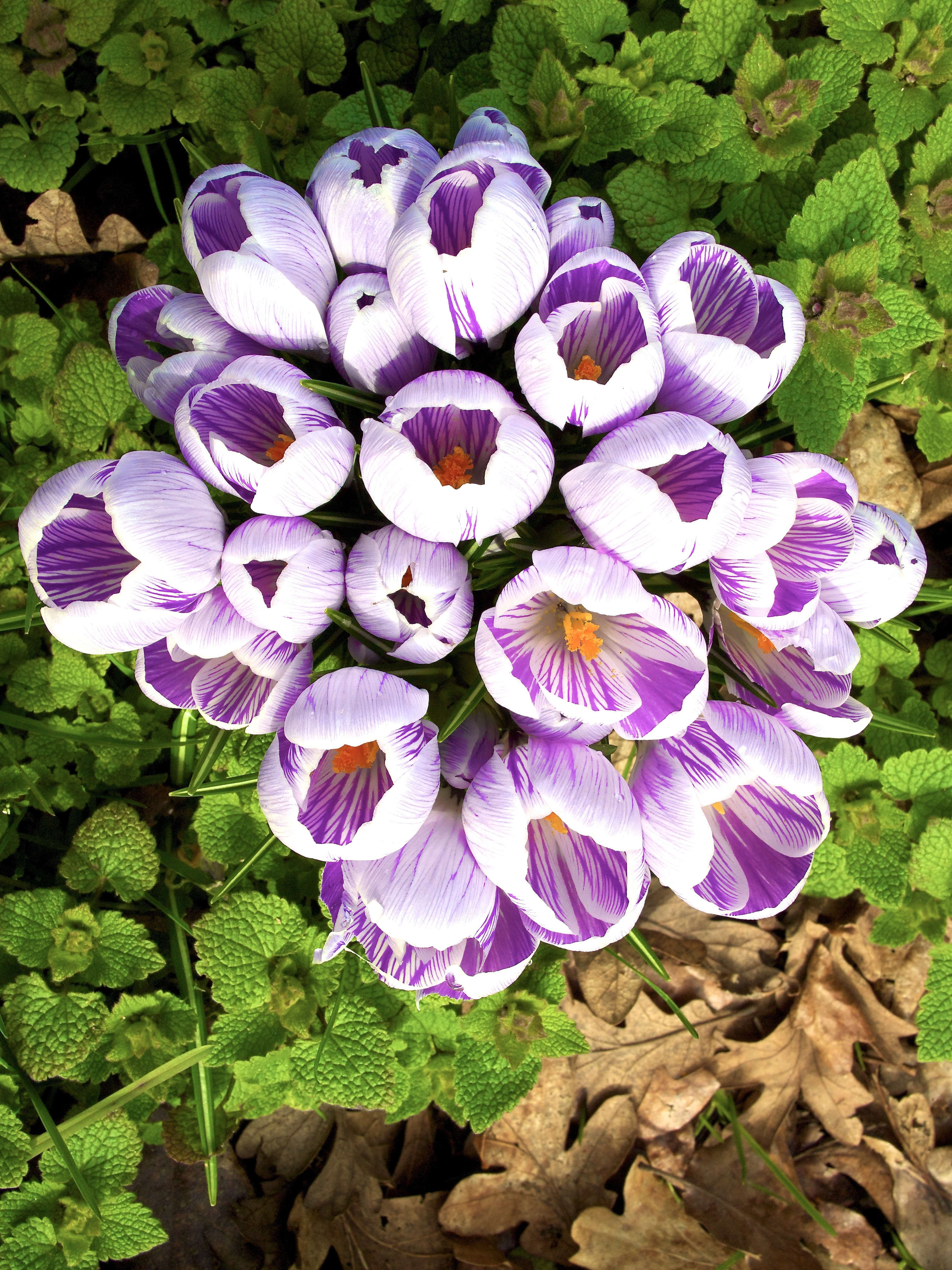  Crocuses 