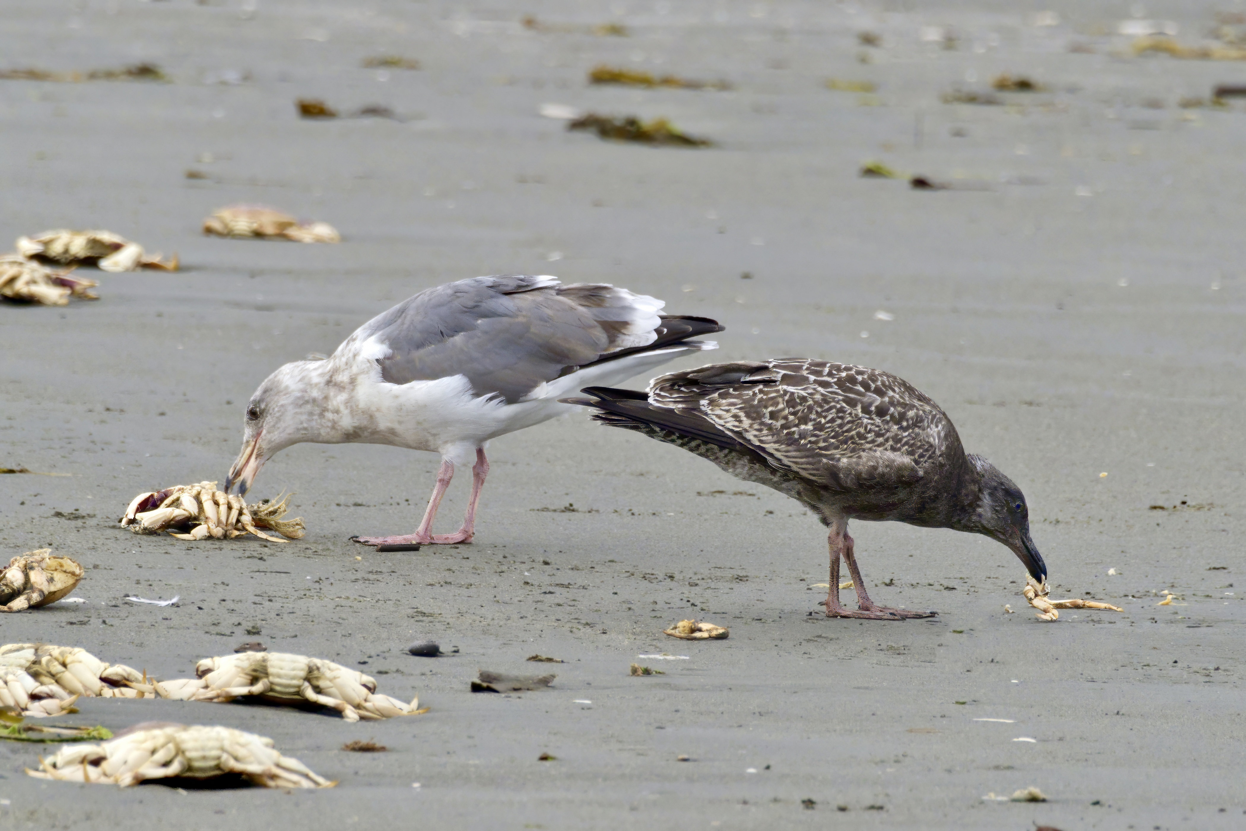  Gulls Eating Crab 
