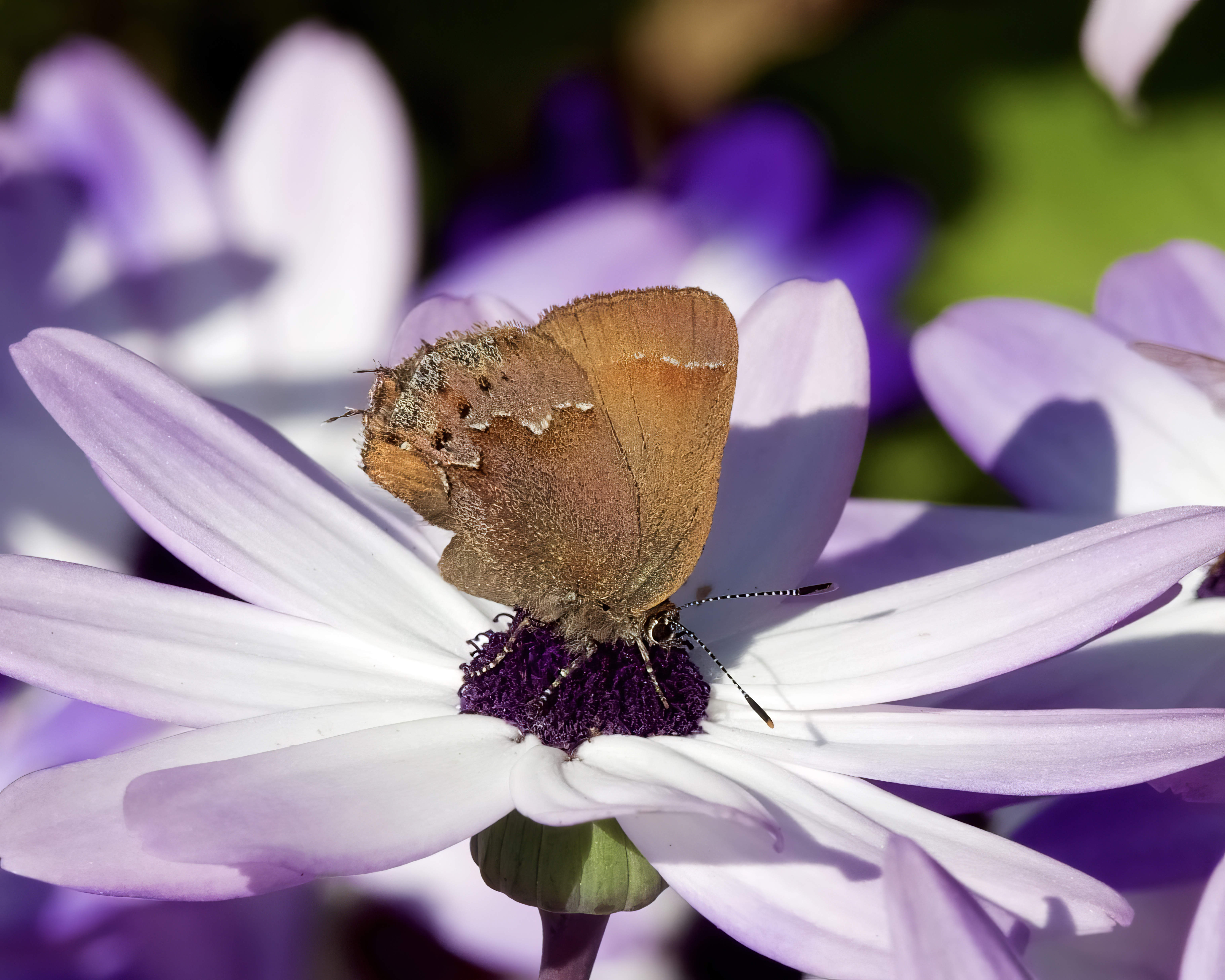  Juniper Hairstreak Butterfly 