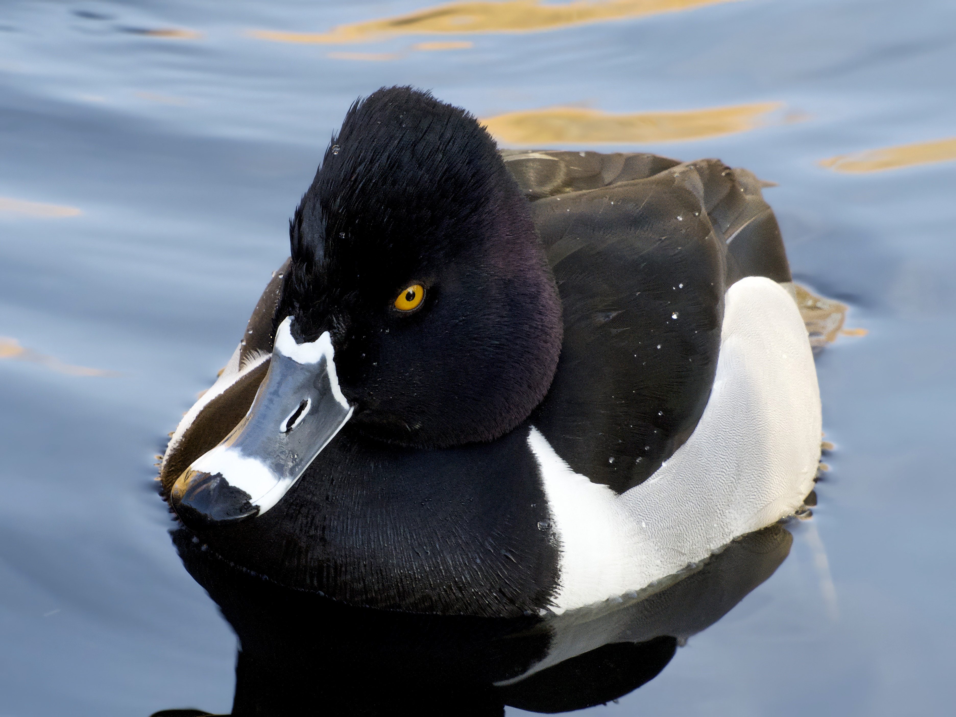  Ring-Necked Duck 