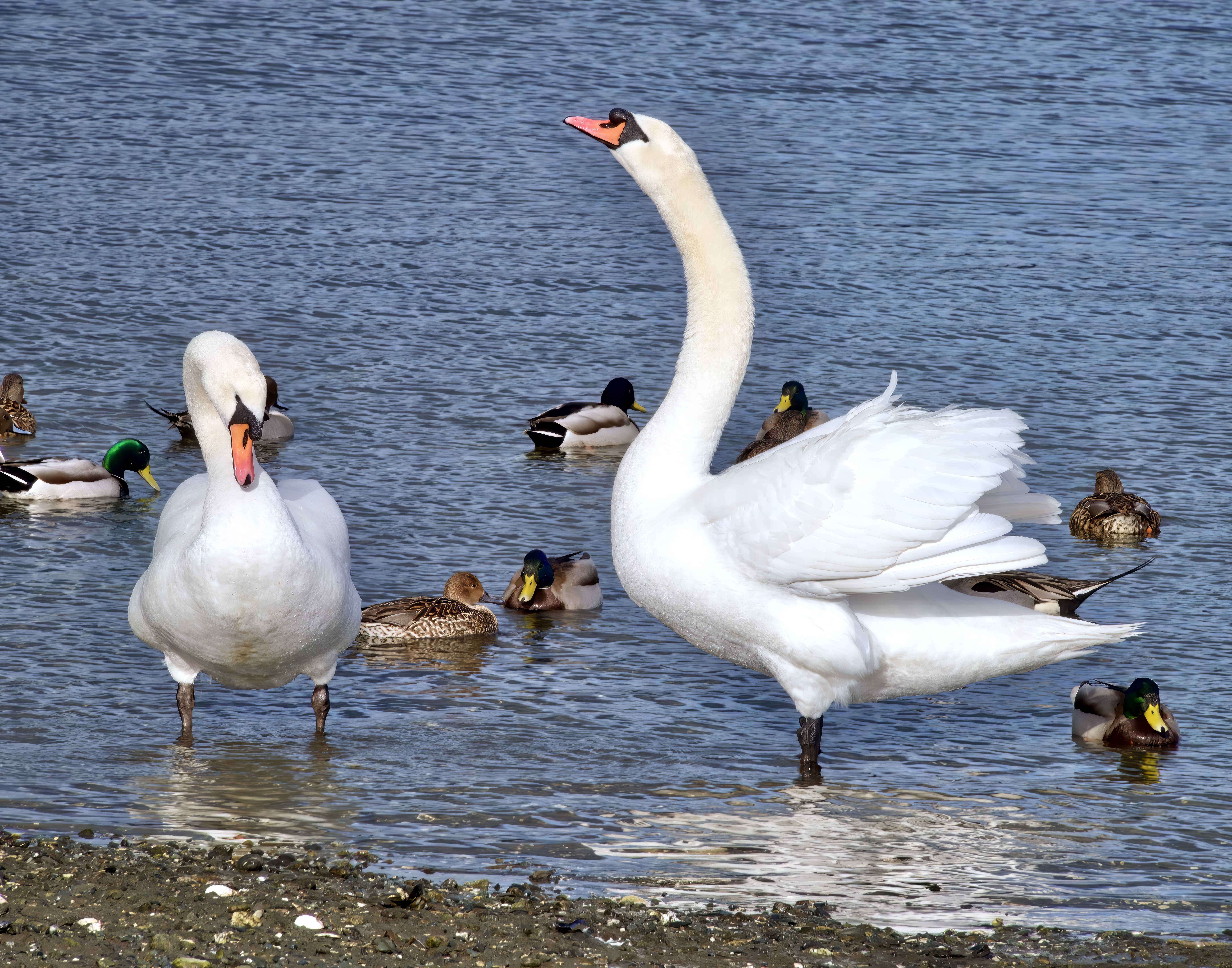  Mute Swans 