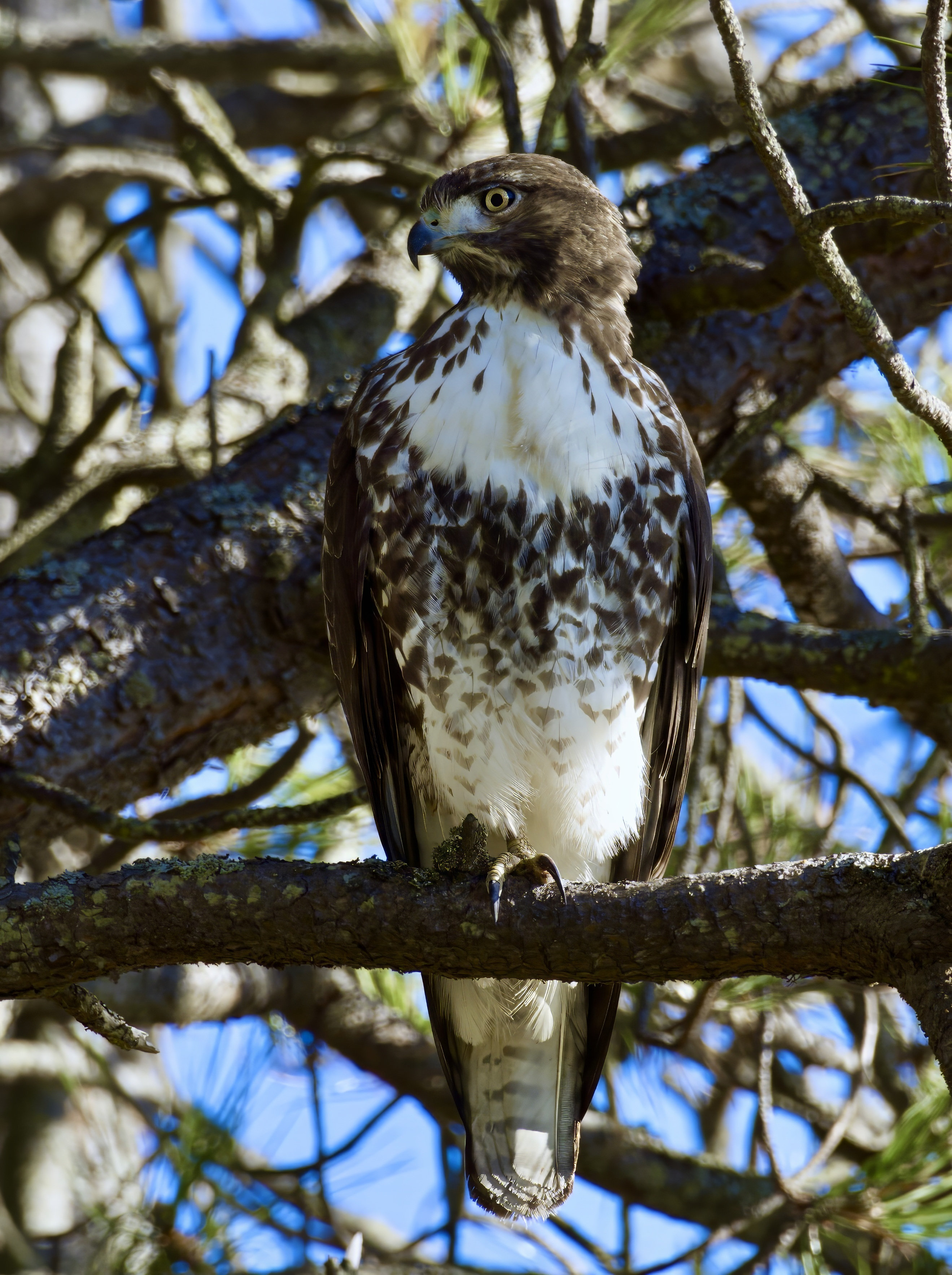  Red-Tailed Hawk 