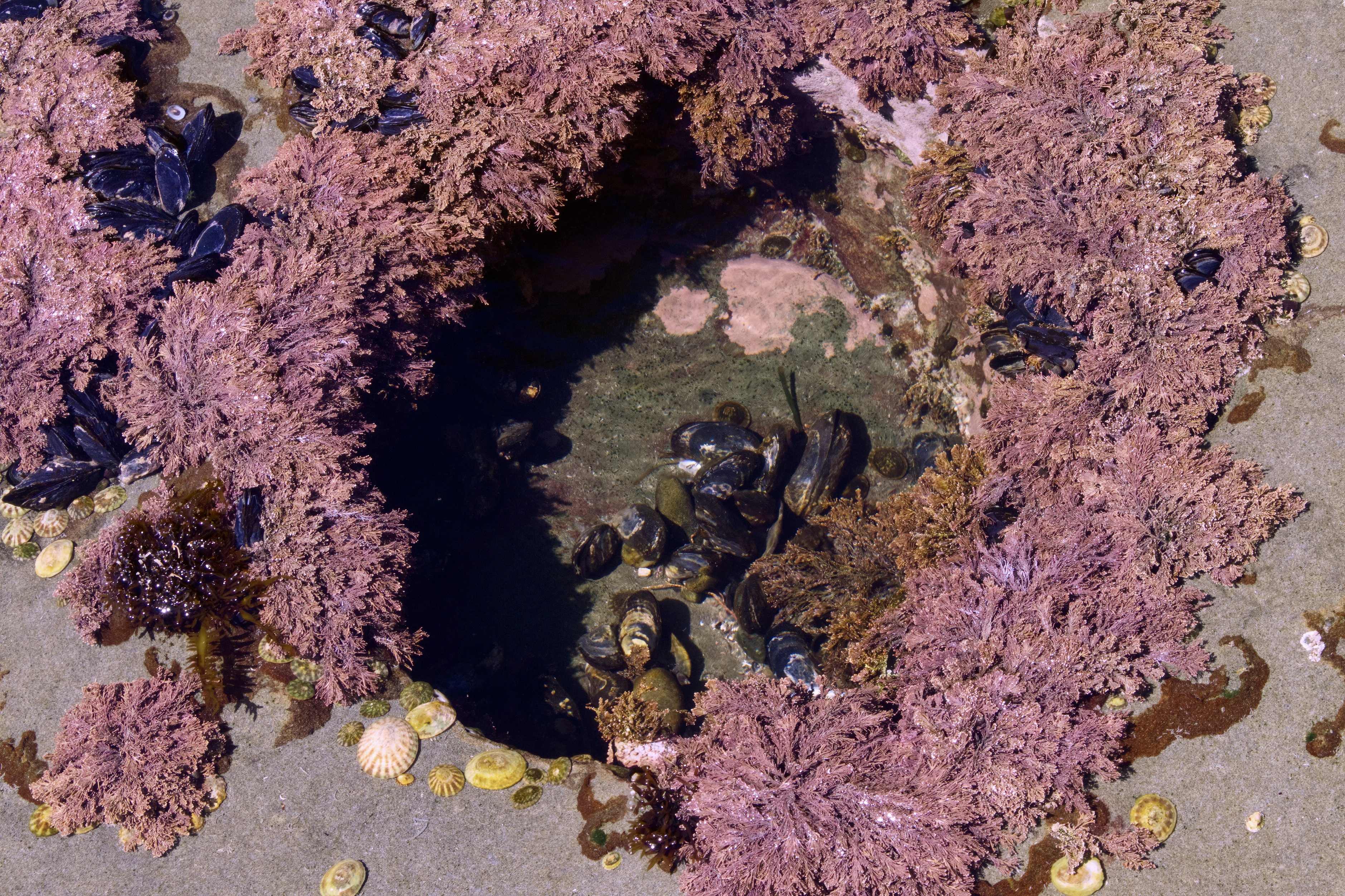  Tide Pool 