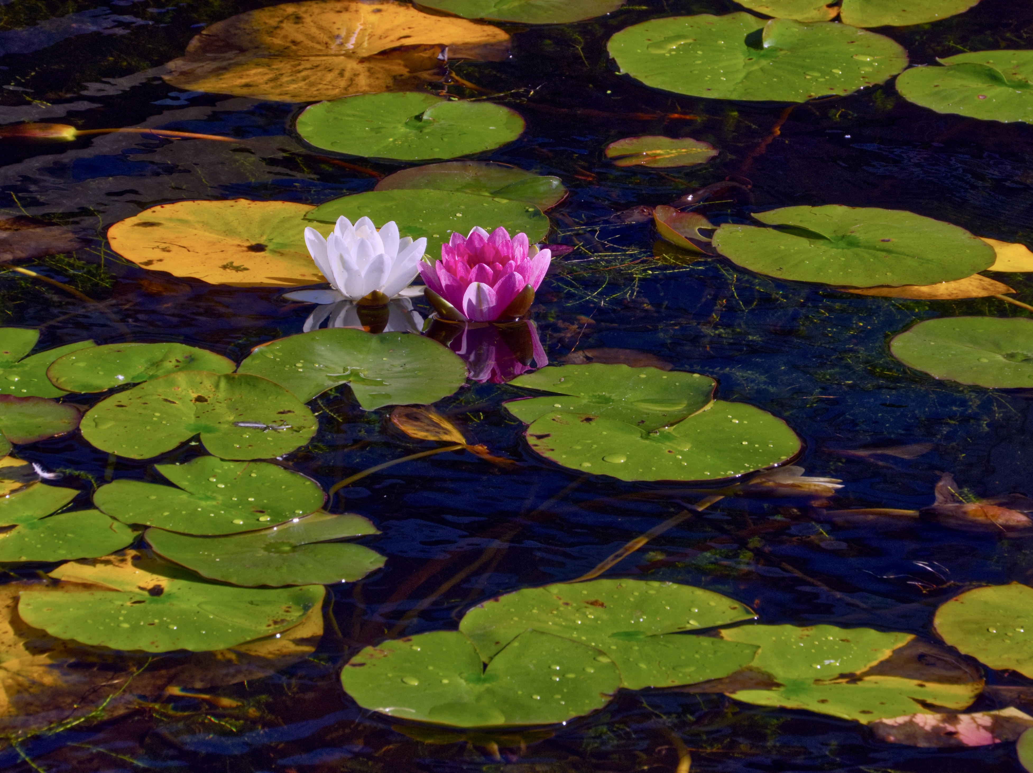 Waterlilies 