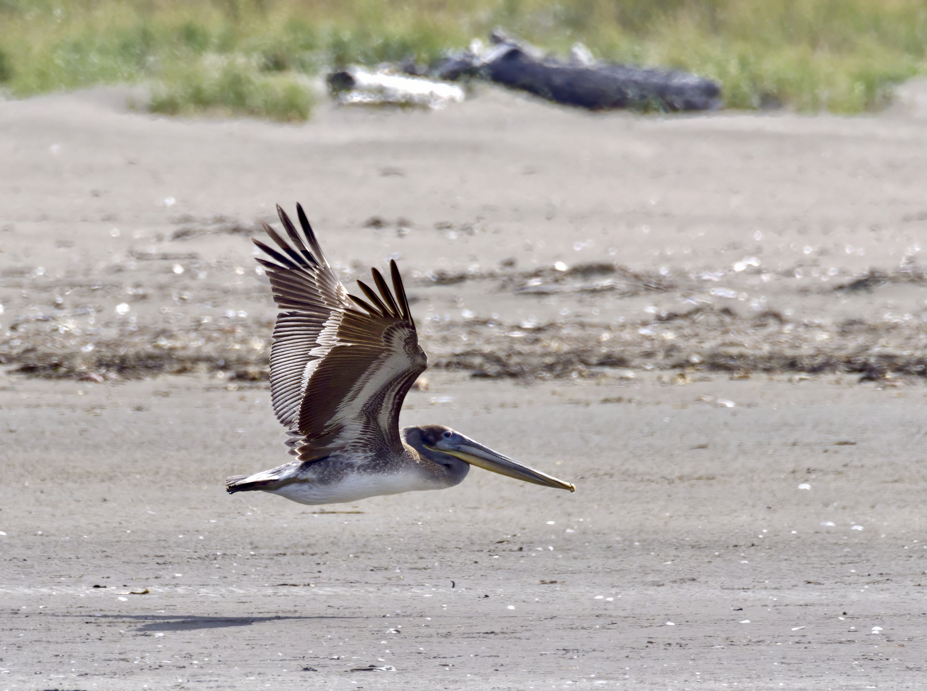  Brown Pelican 