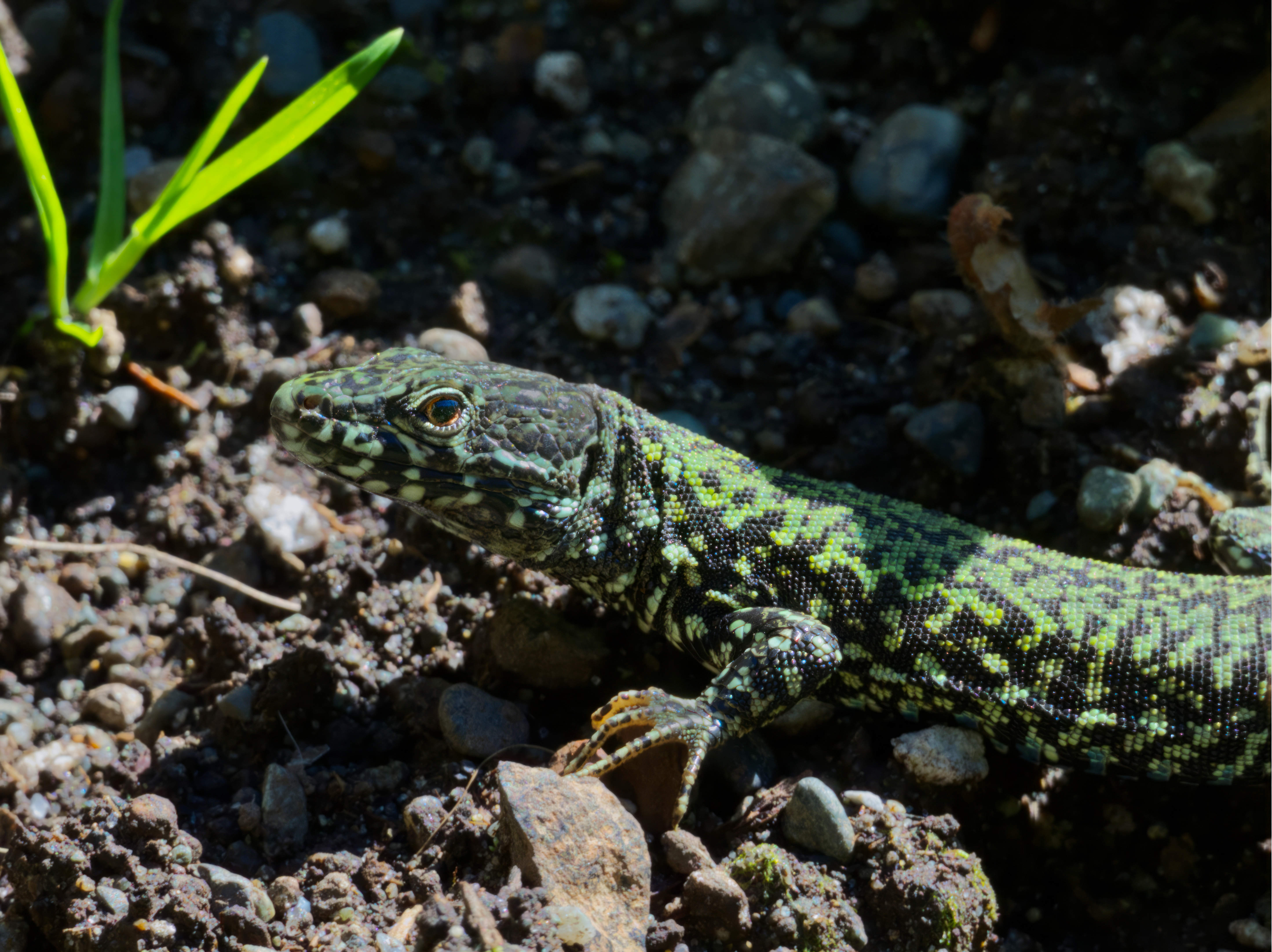  Common Wall Lizard 