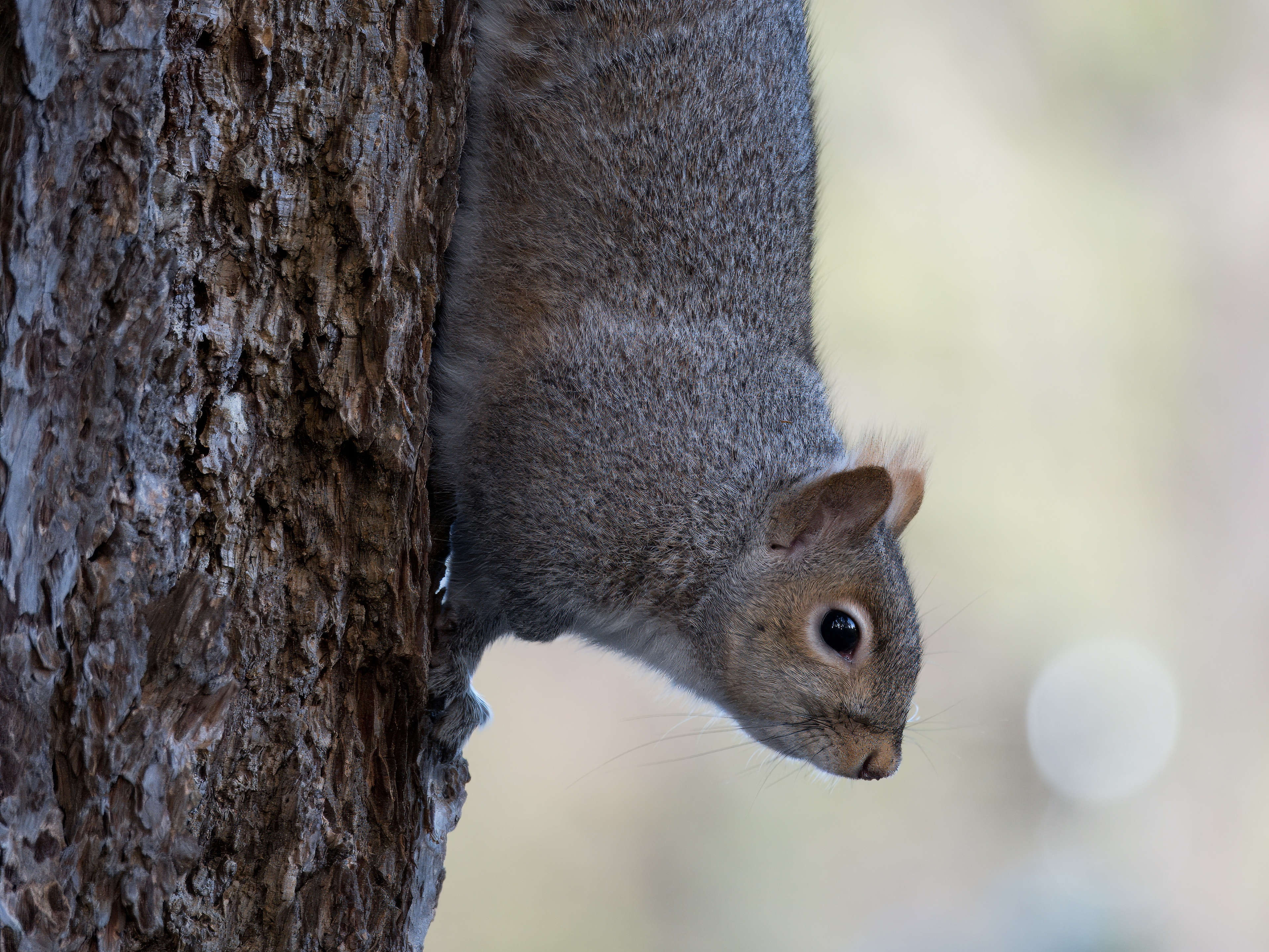  Eastern Grey Squirrel 