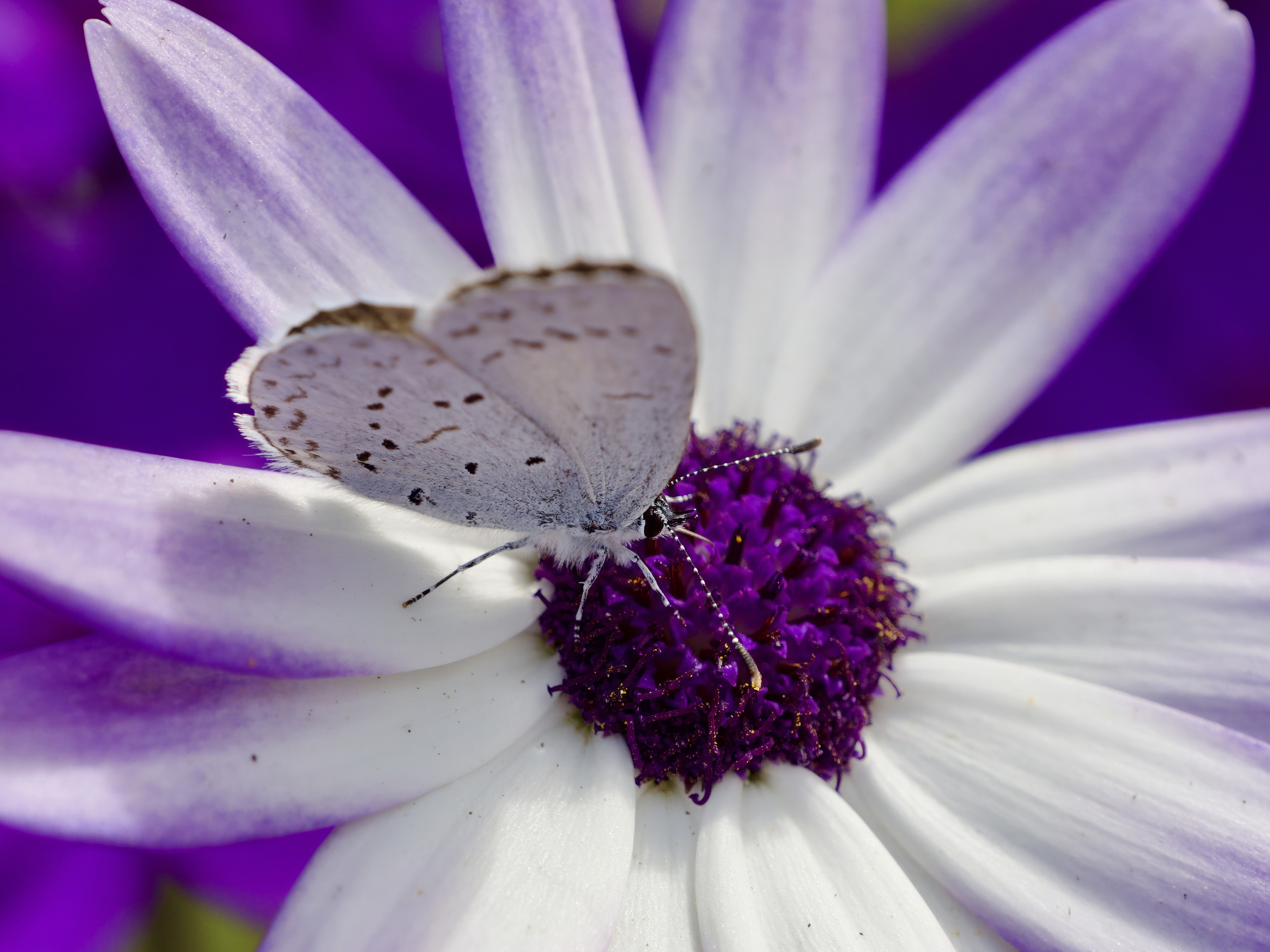  Echo Azure Butterfly 