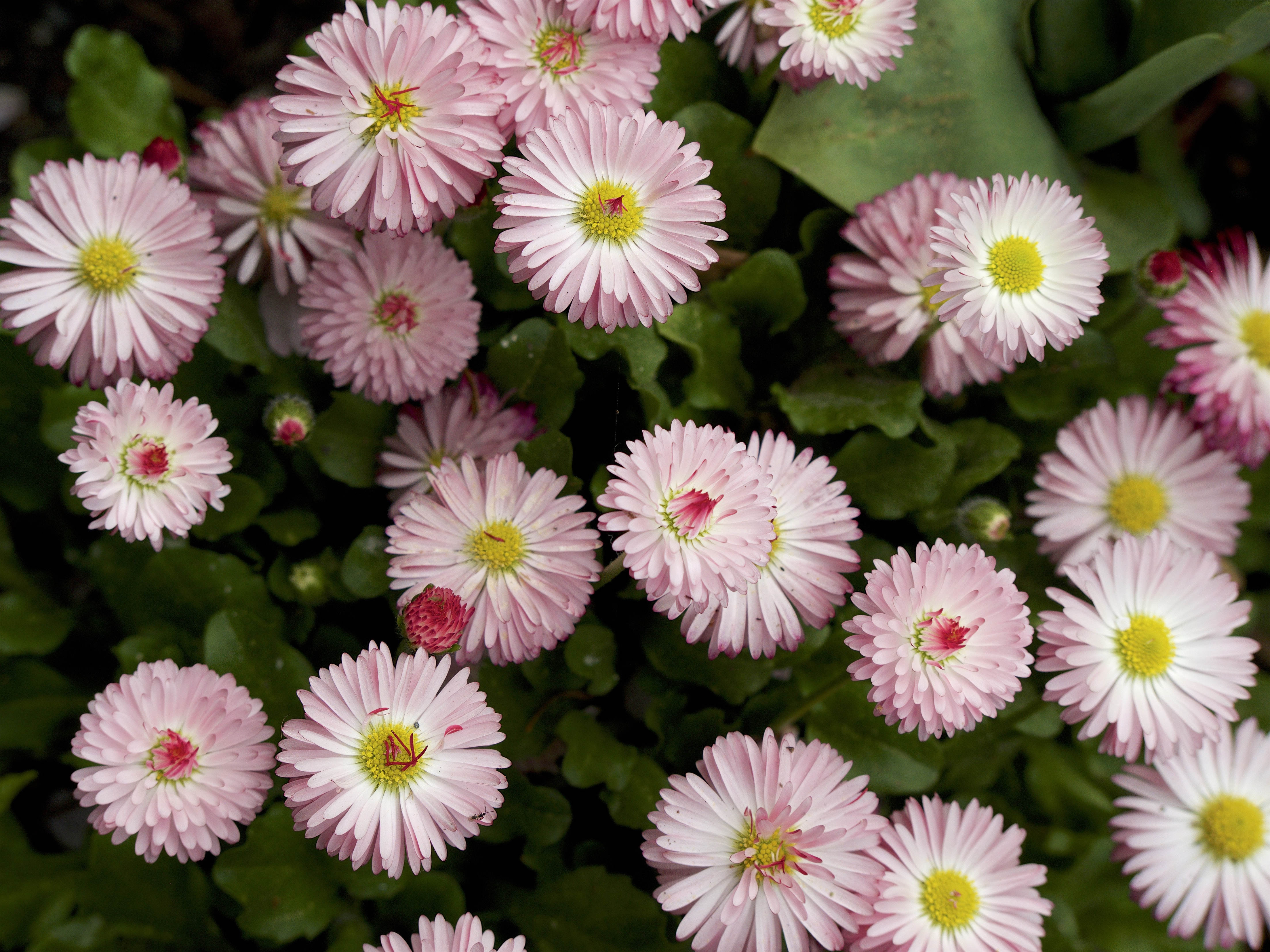  English Daisies 