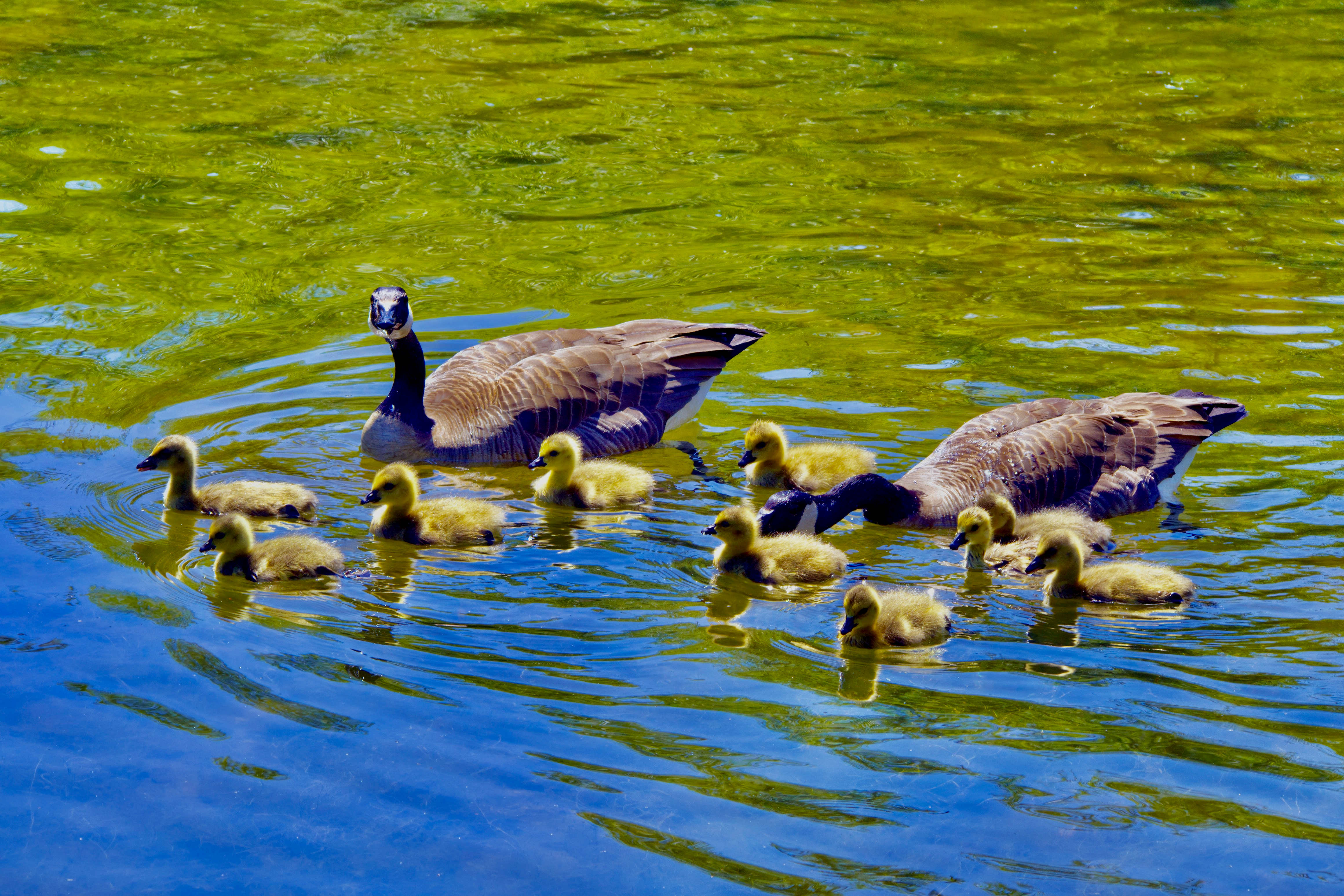  Family of Canada Geese 