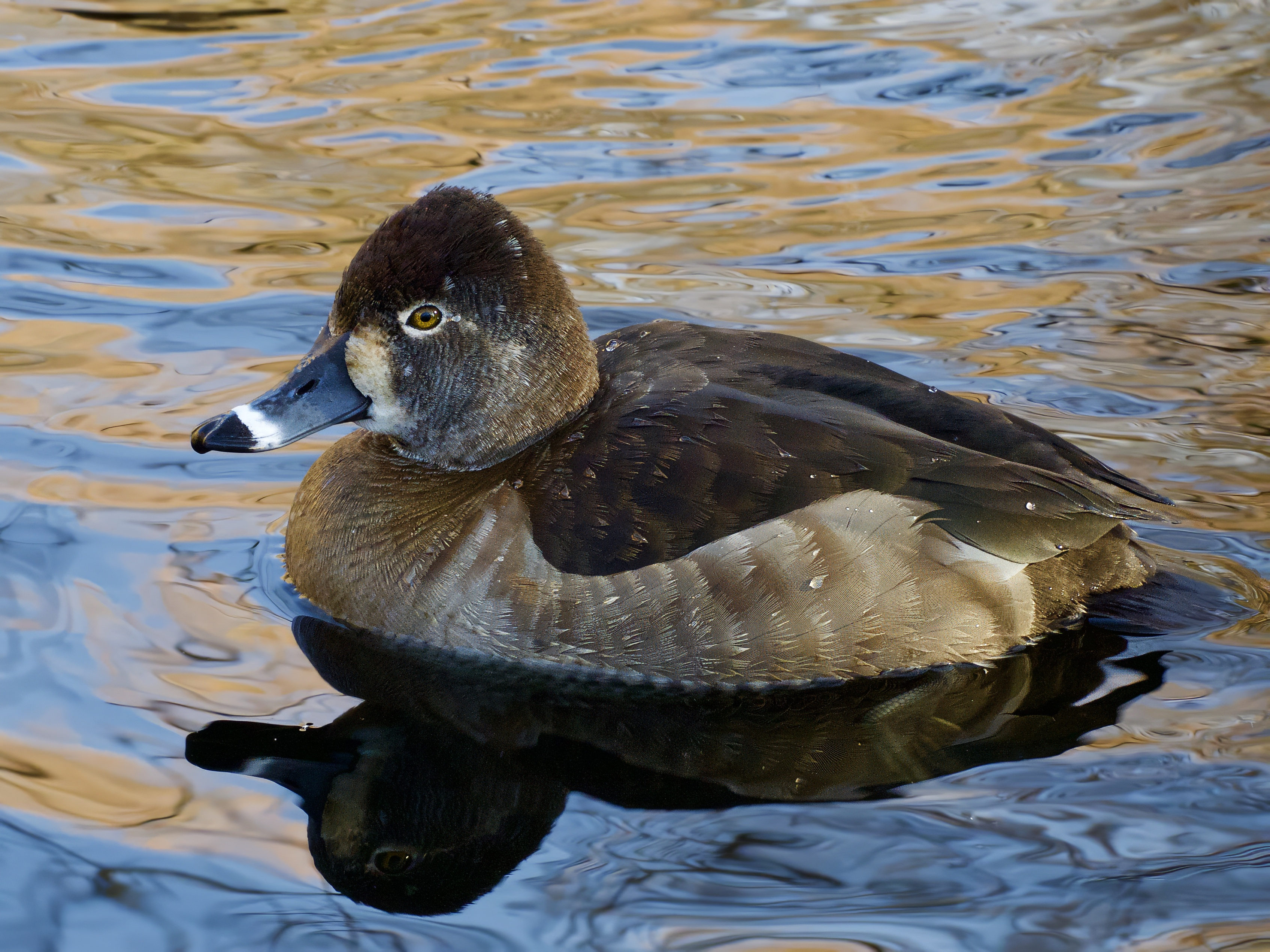  Ring-Necked Duck 