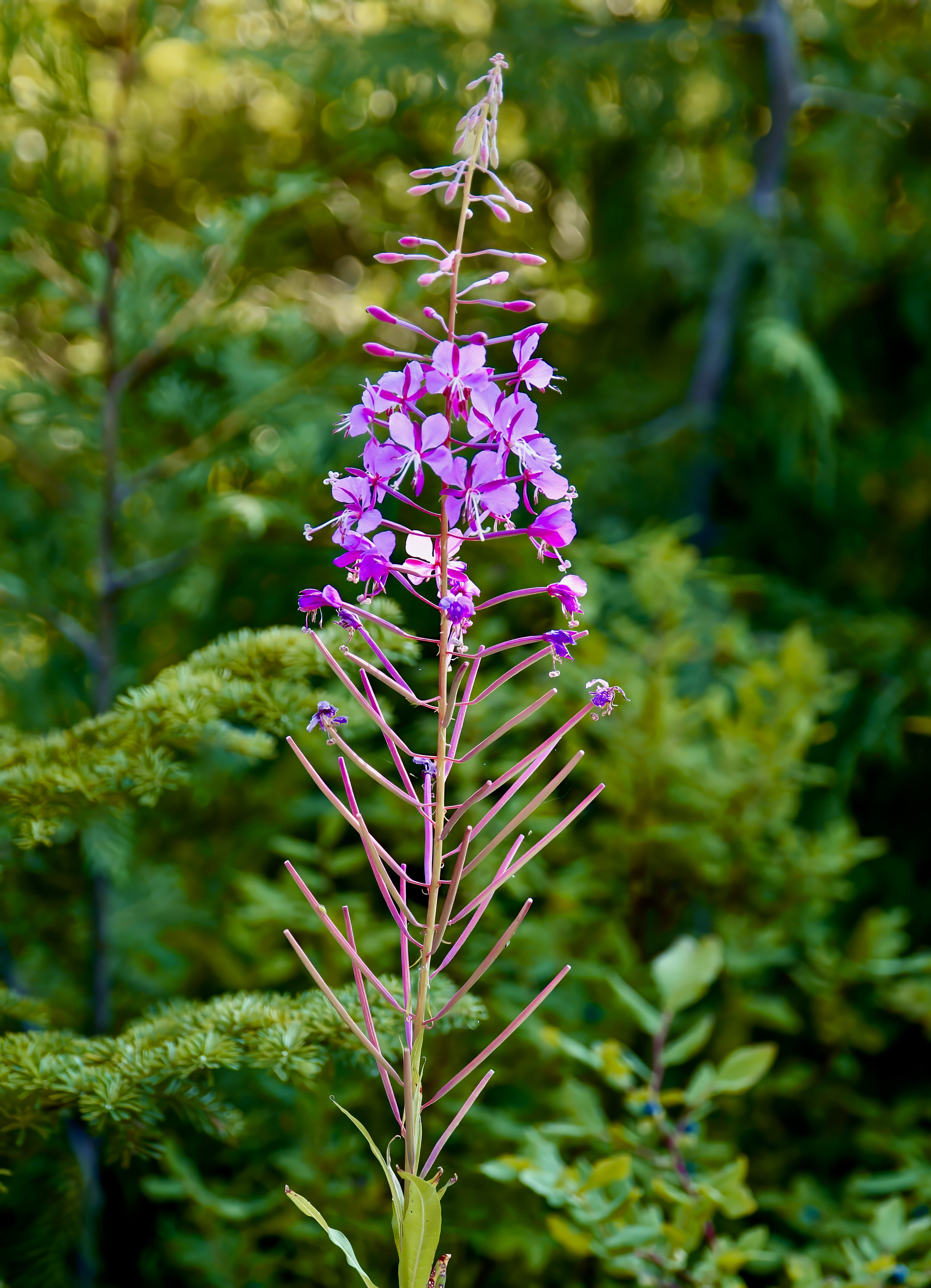  Fireweed 
