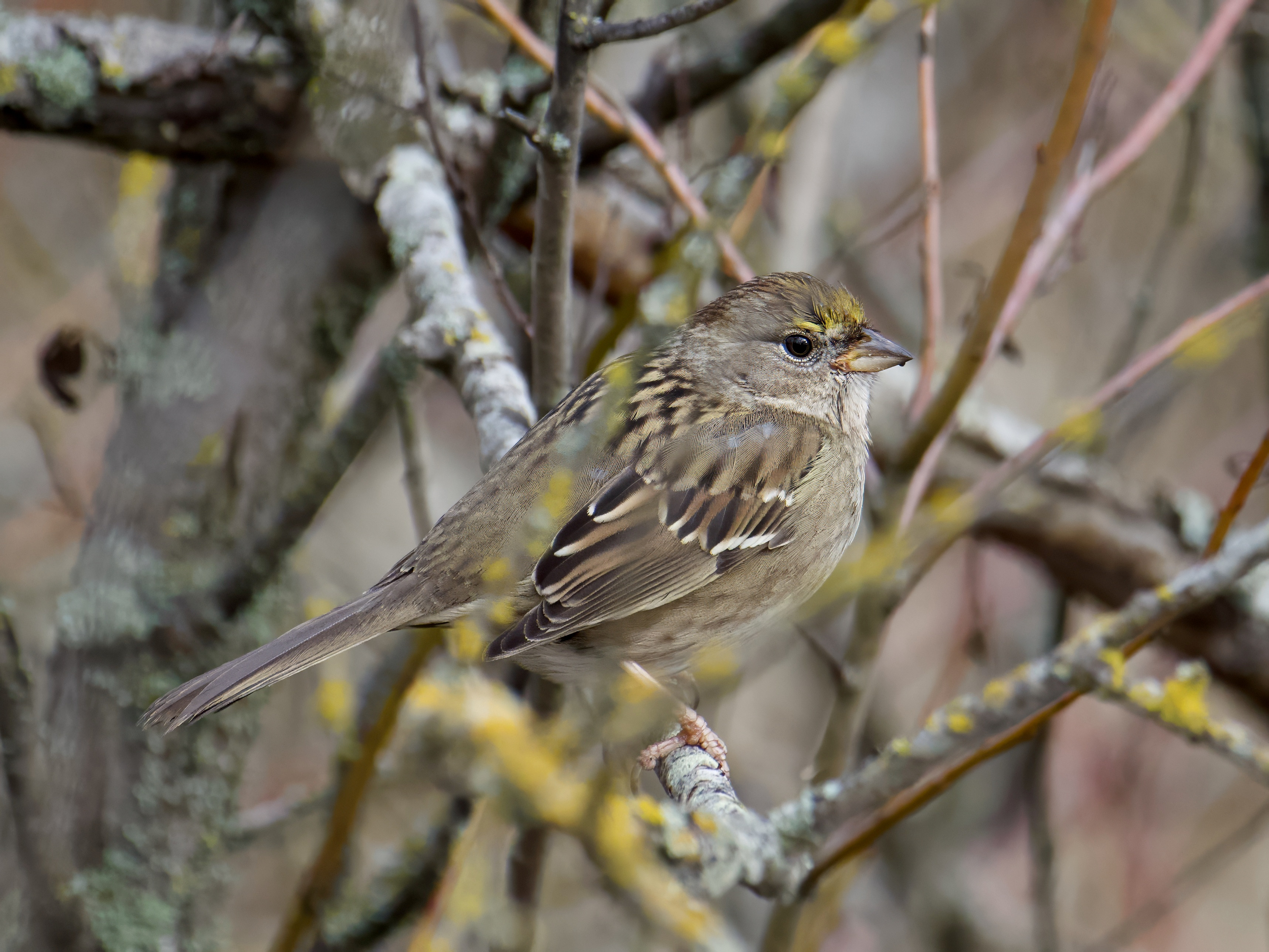 Golden-Crowned Sparrow 