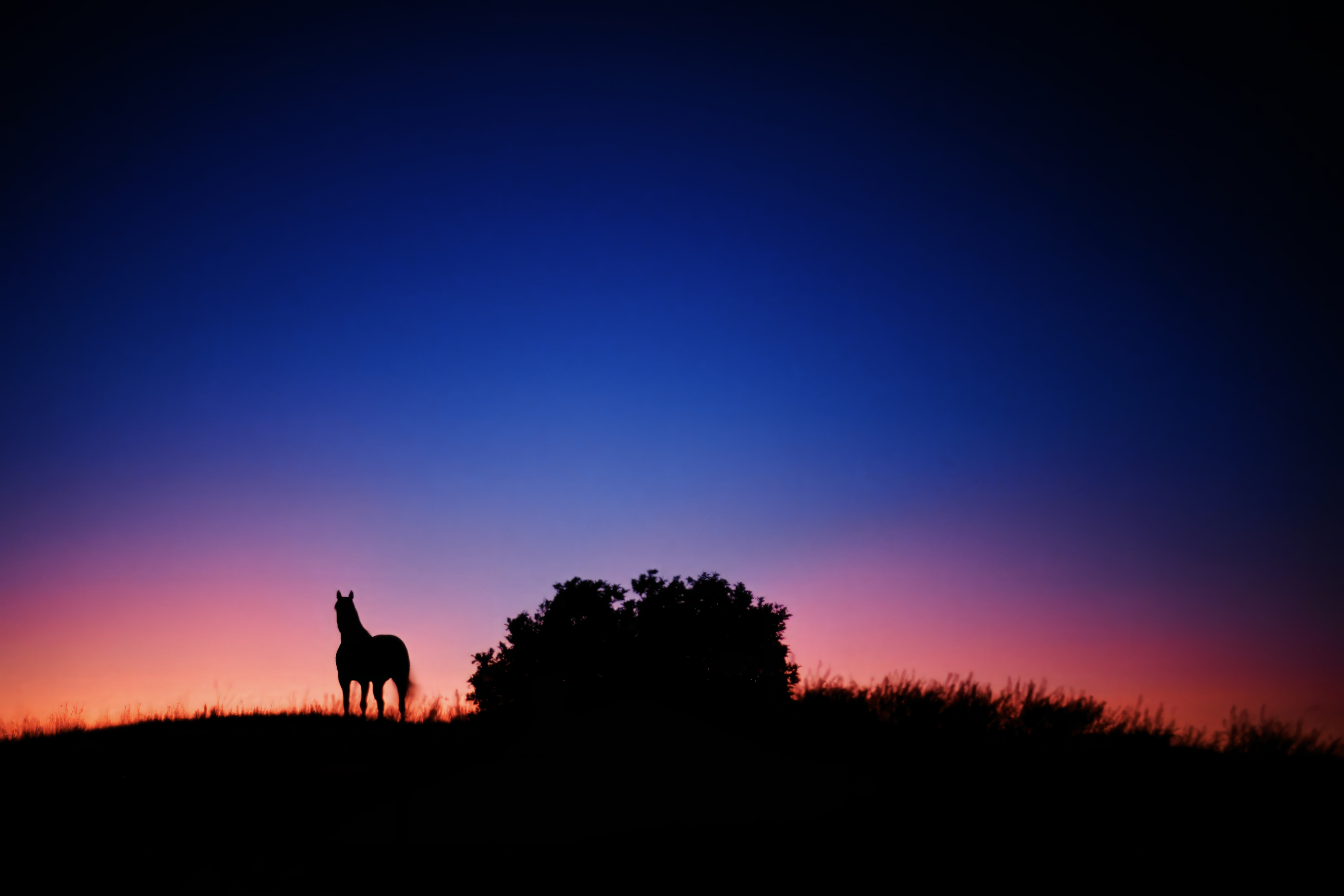  Horse at Sunset 
