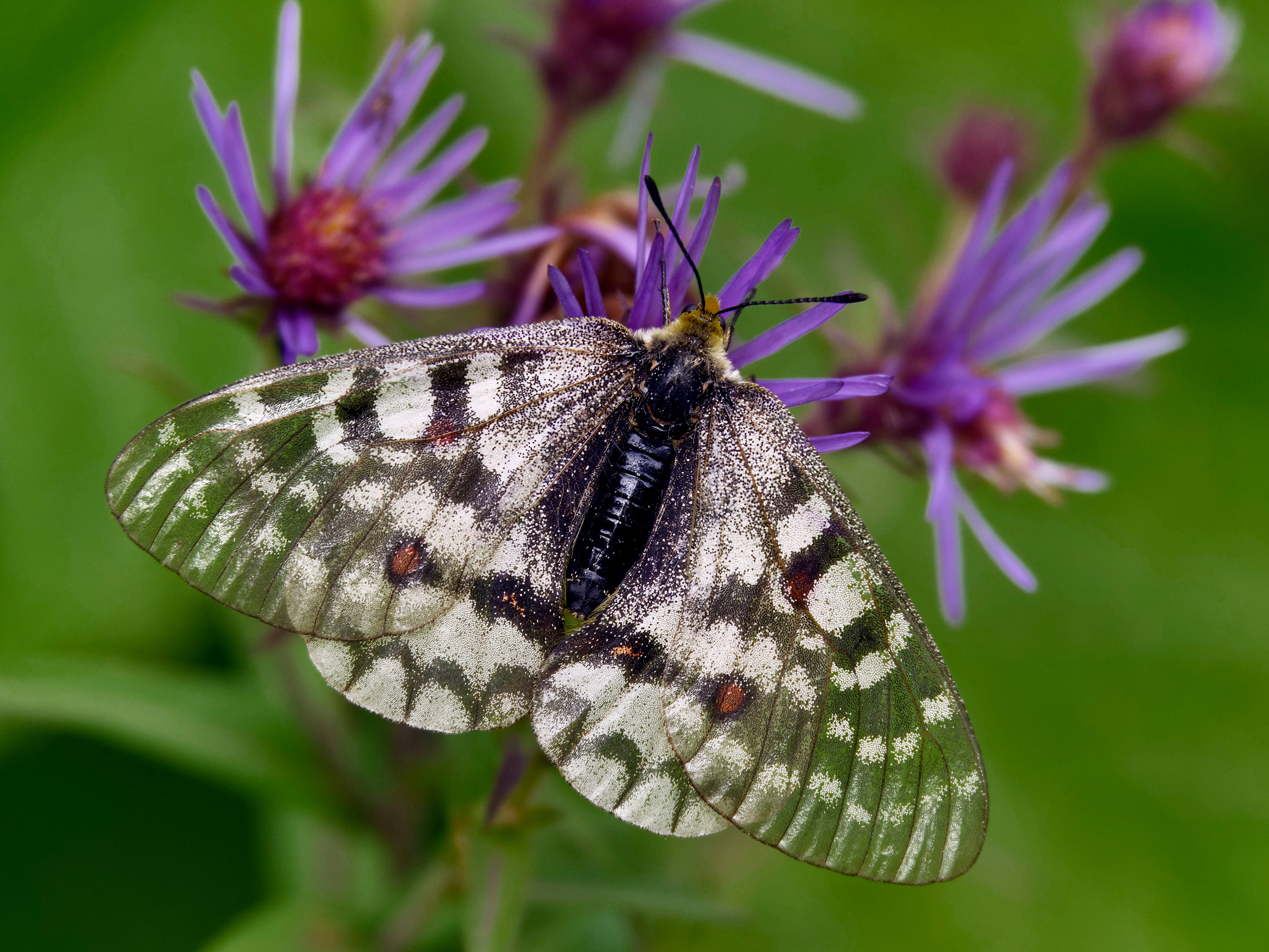  Parnassius clodius 
