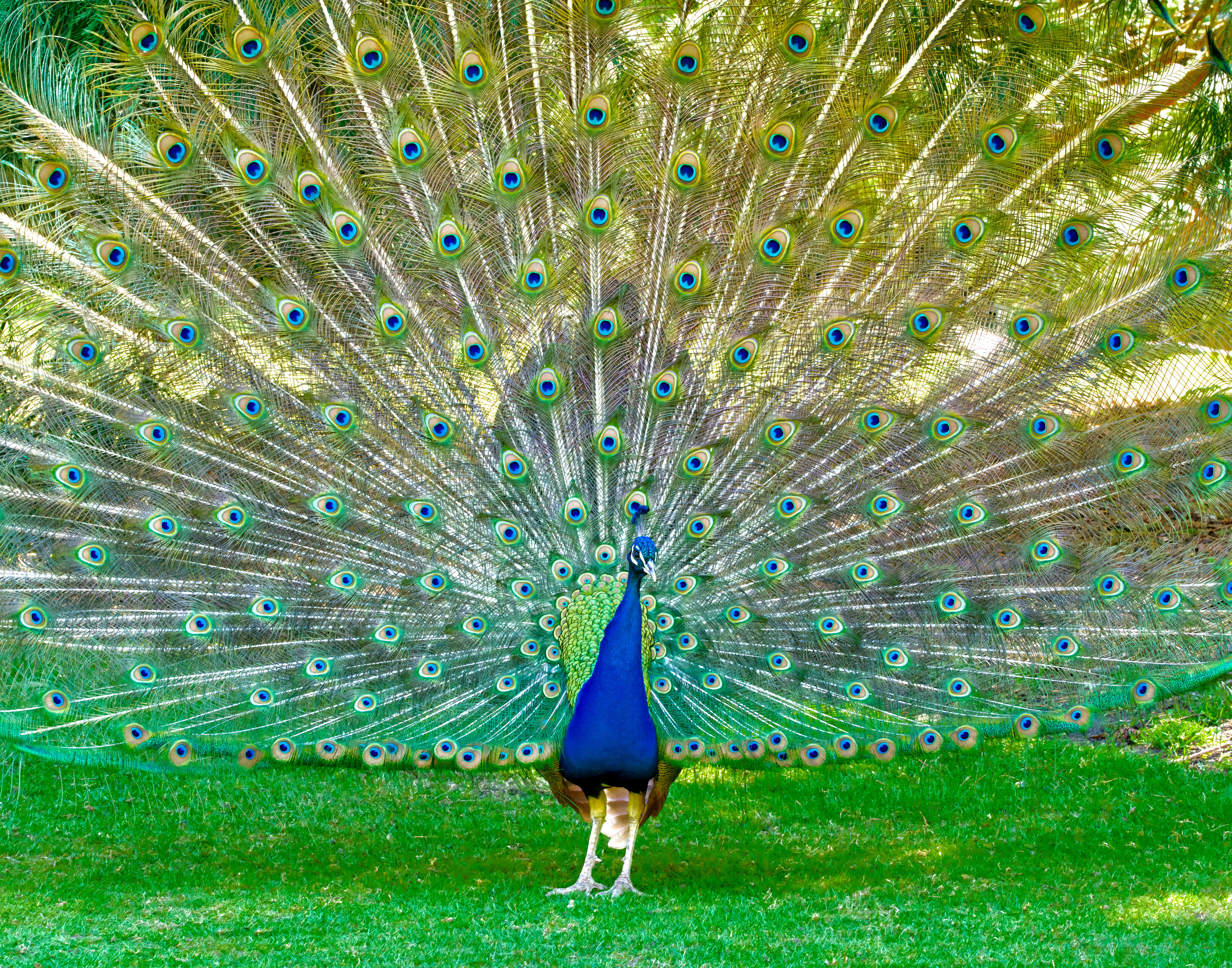  Peacock 