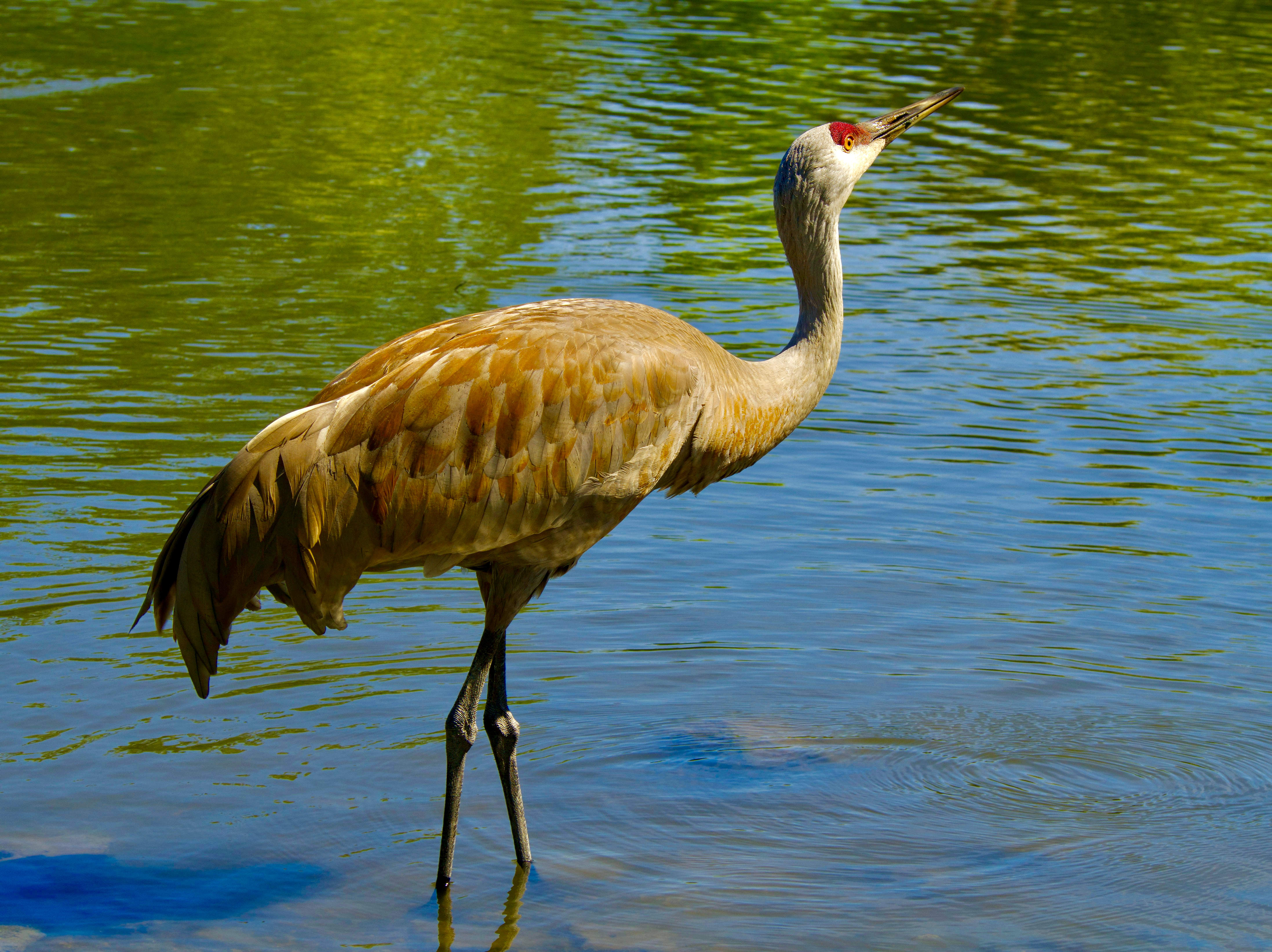  Sandhill Crane 