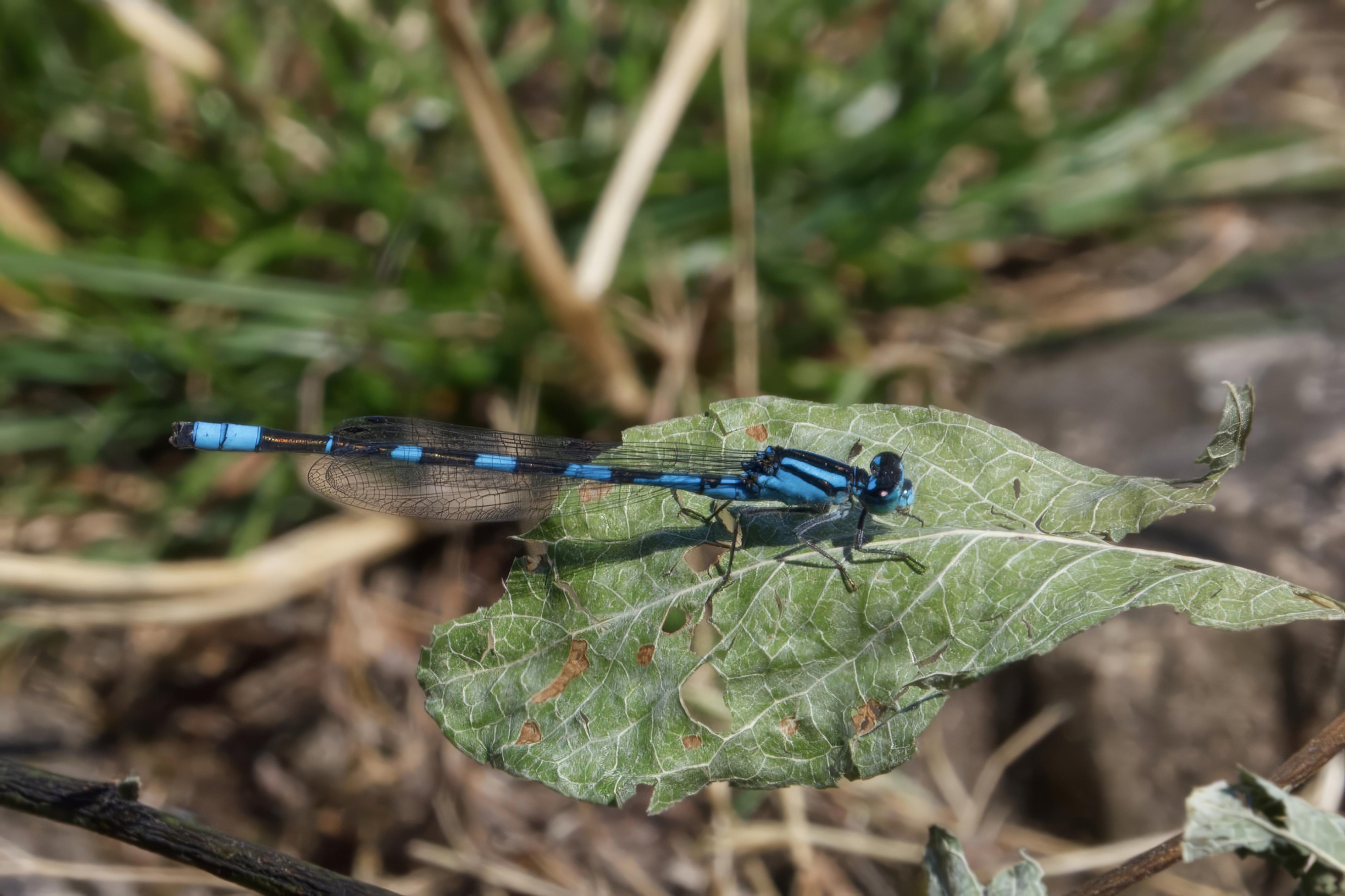  Damselfly 