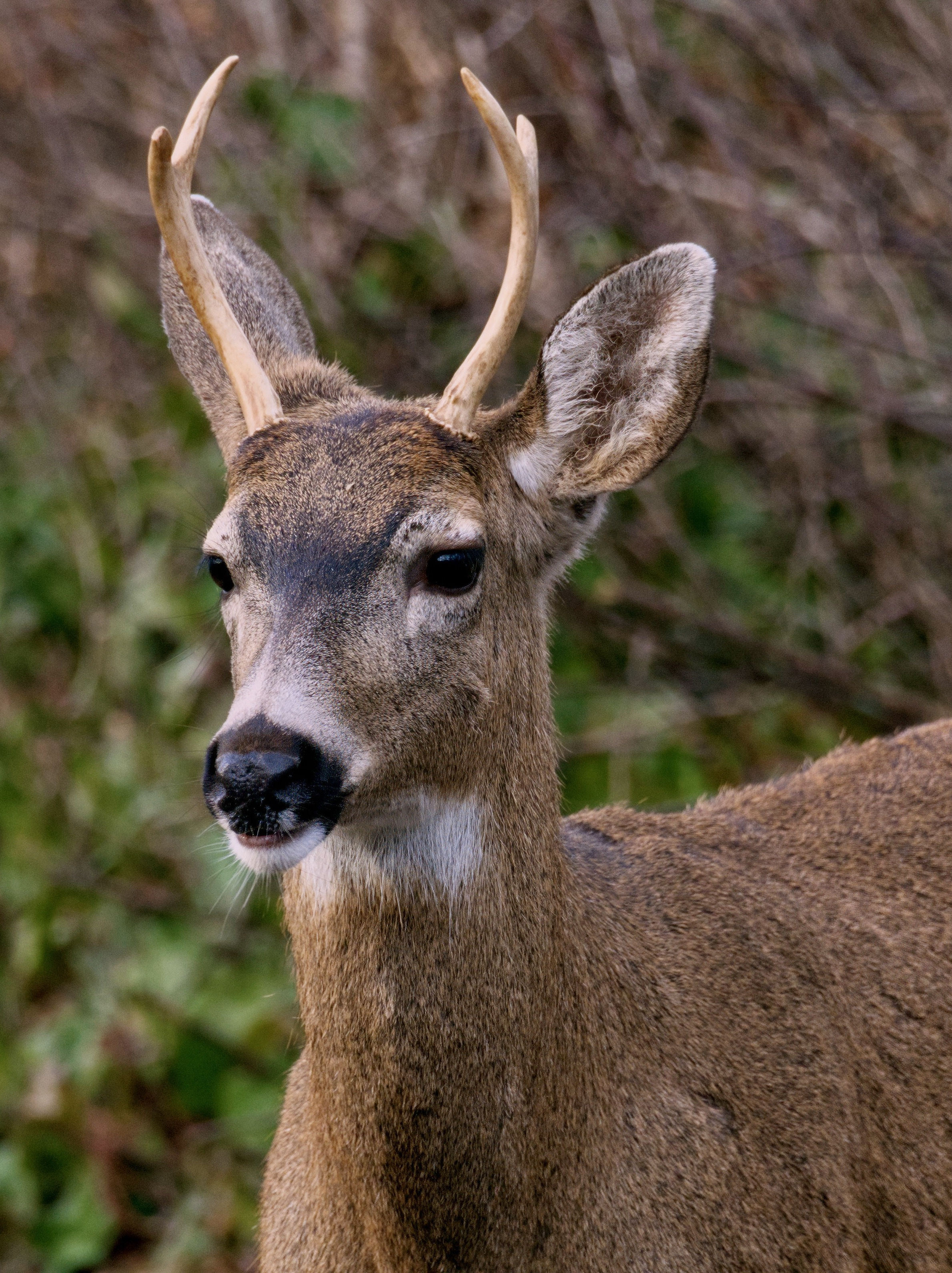  White-Tailed Deer 