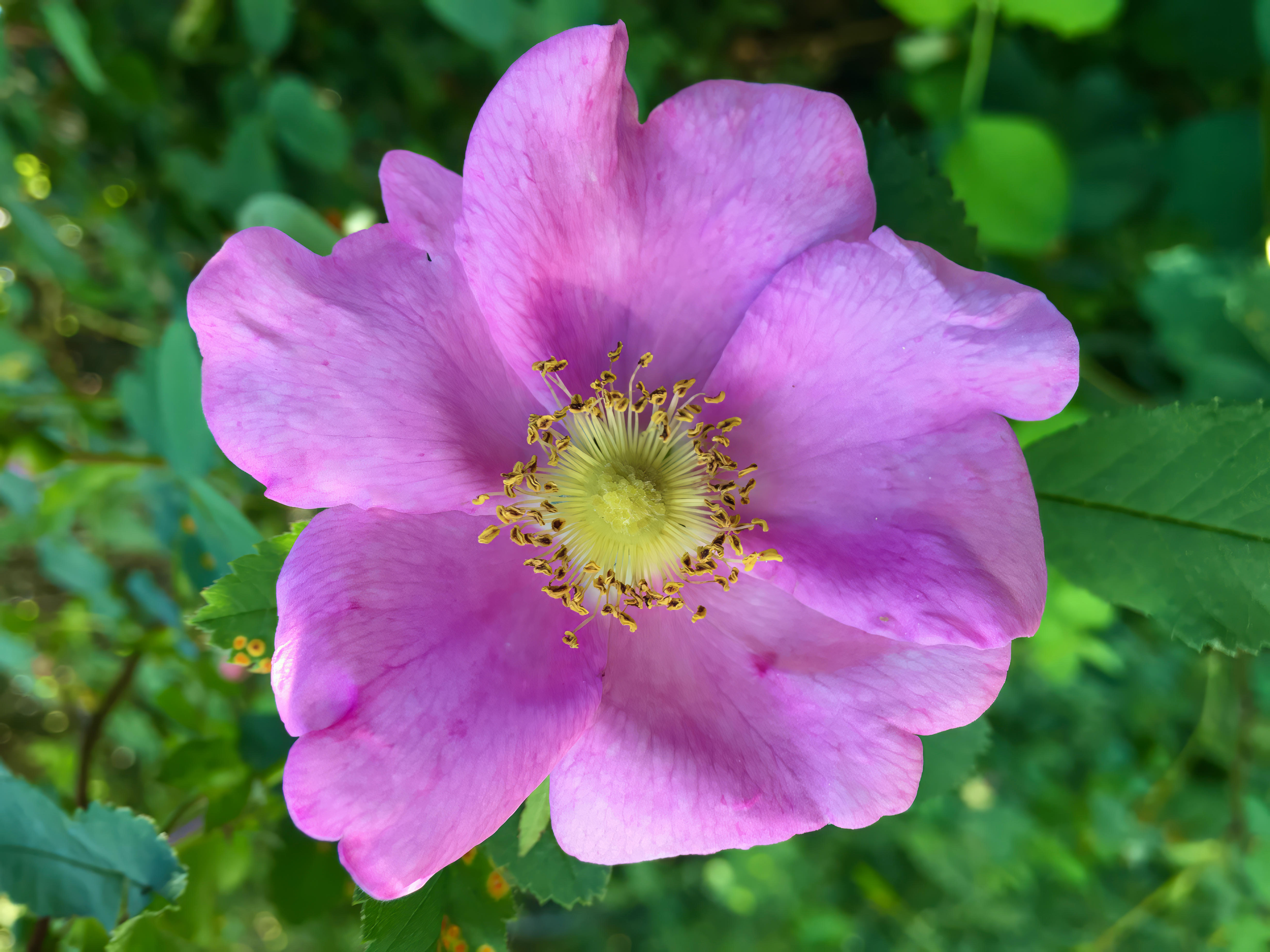  Wild Rose 