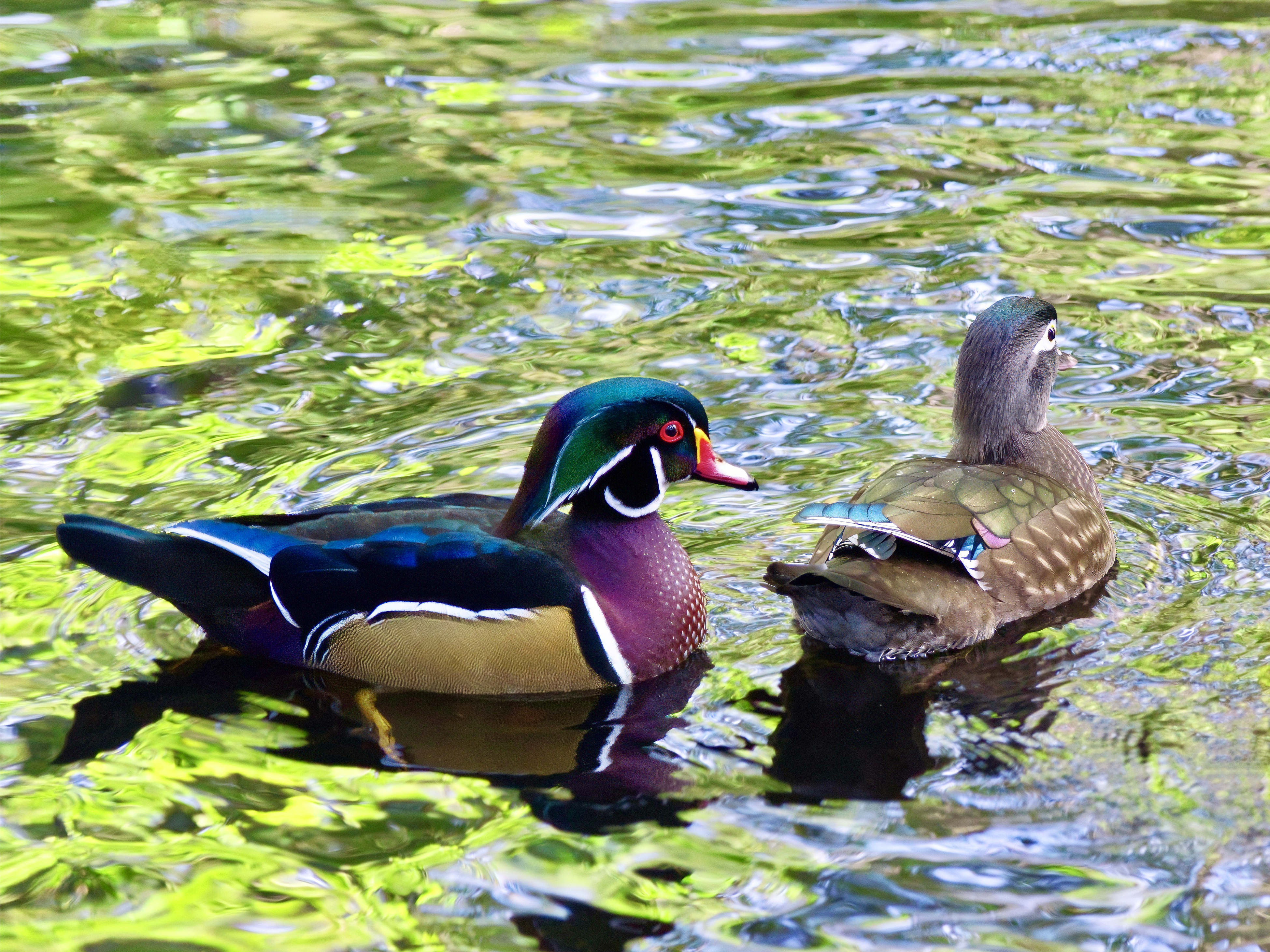  Wood Ducks 